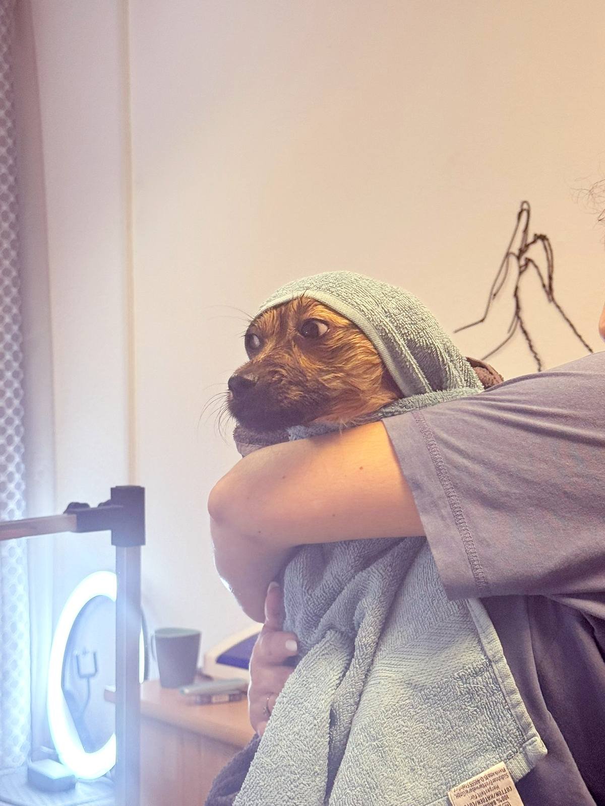 Ruhige Betreuung für ängstliche Hunde