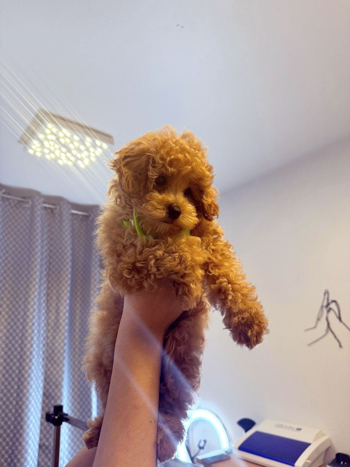 Liebevolle Hundepflege bei Dog Style Hugo